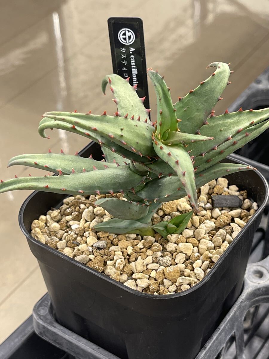 Yahoo!オークション -「アロエ」(観葉植物) の落札相場・落札価格