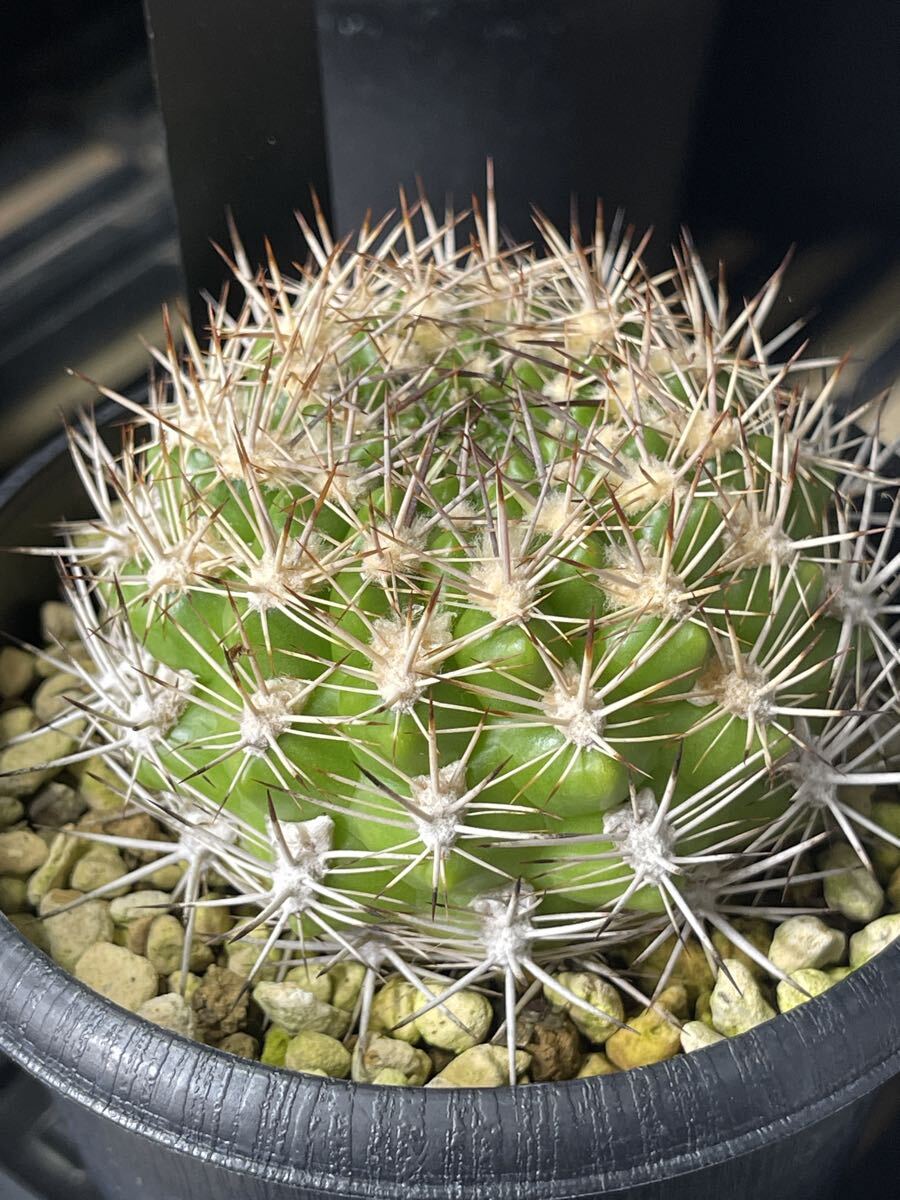 2026年最新】Yahoo!オークション -レブチアサボテンの中古品・新品・未