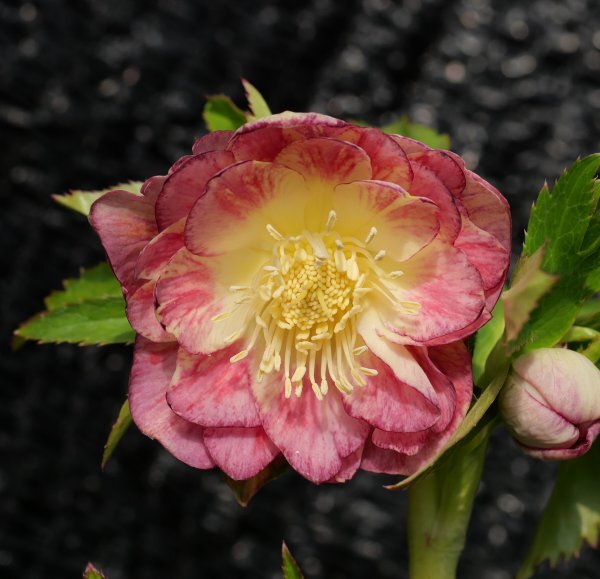 Yahoo!オークション -「クリスマスローズ絞り」の落札相場・落札価格