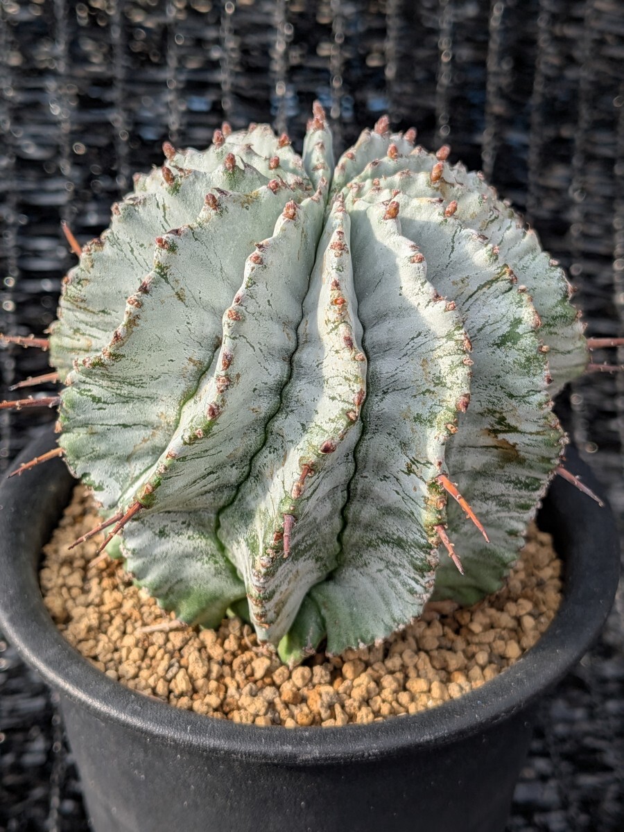 Yahoo!オークション -「ユーフォルビア ホリダ」(観葉植物) の落札相場