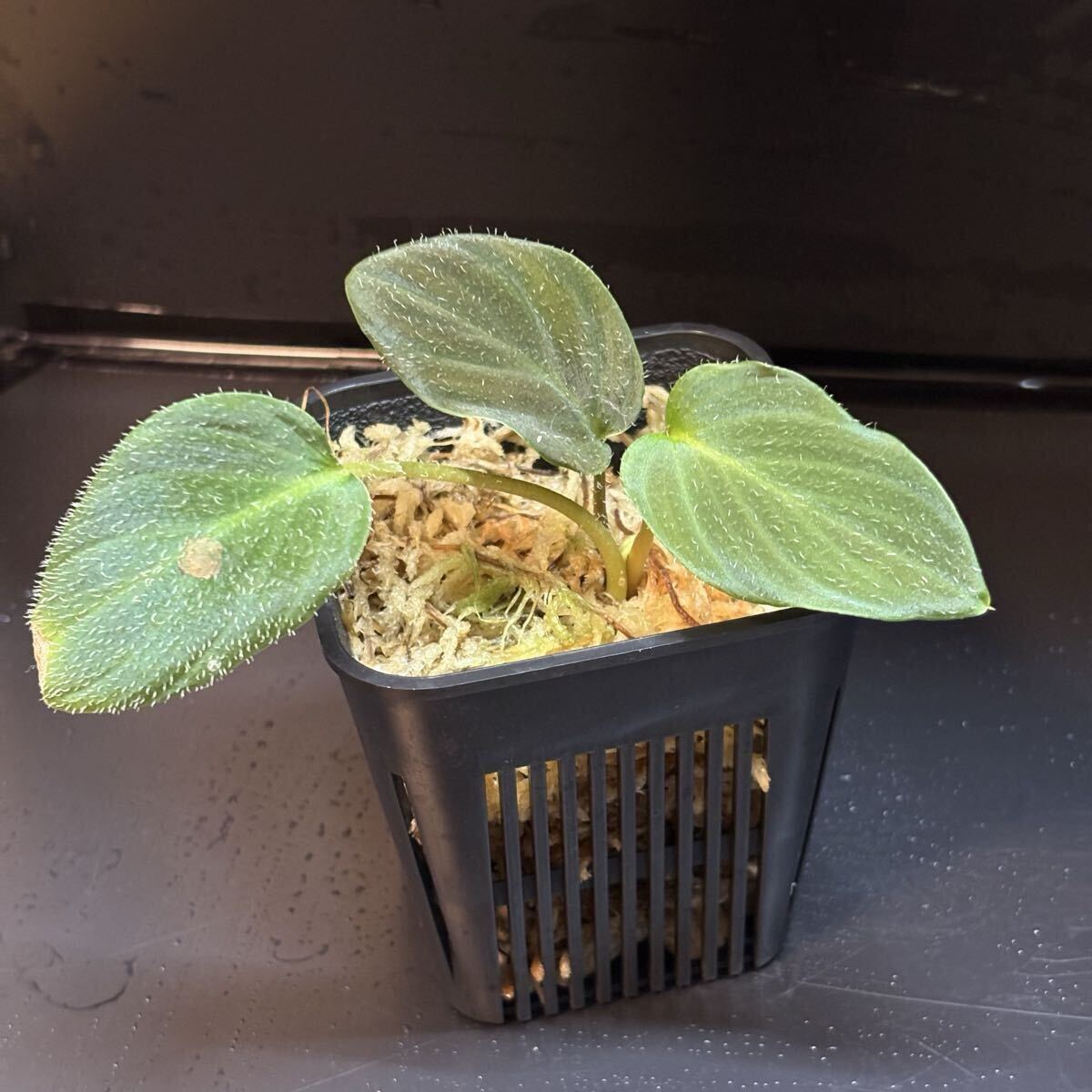 Yahoo!オークション - 「(cia rec)」その他 (観葉植物) の落札相場