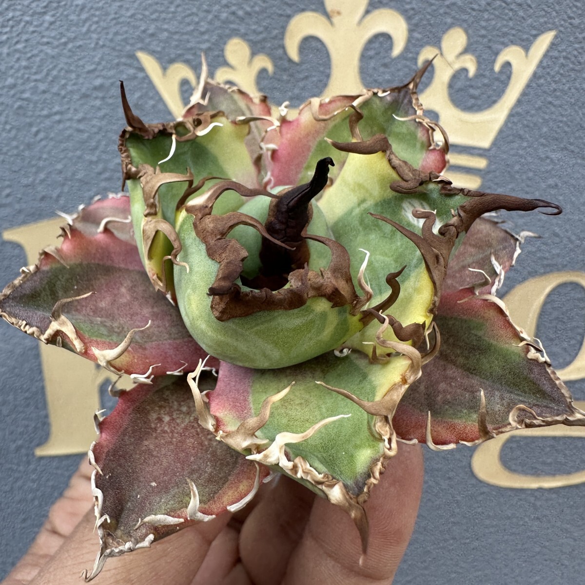 Yahoo!オークション - 「アガベ チタノタ シーザー 錦」の落札相場