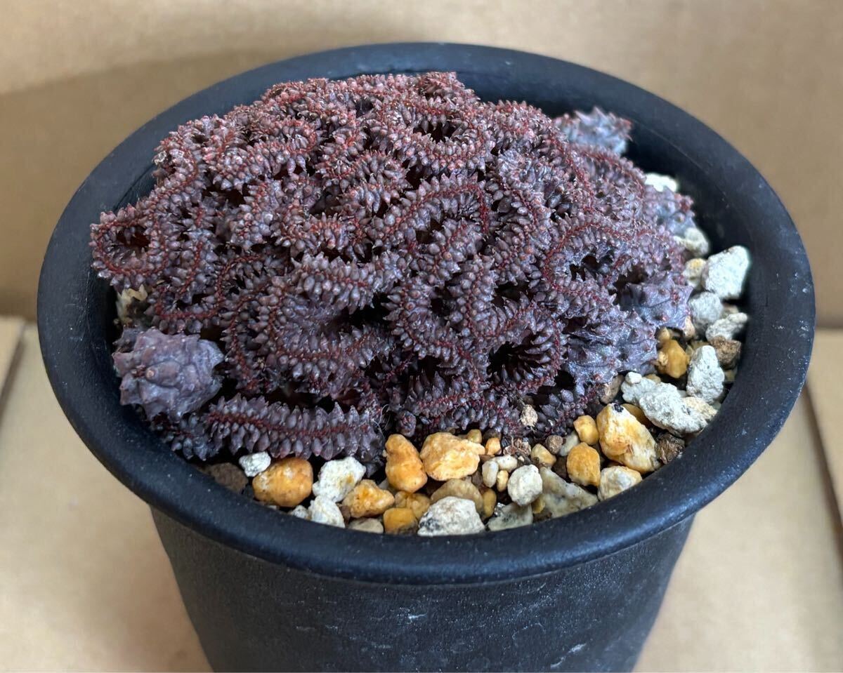 Yahoo!オークション -「綴化 オベサ」(花、園芸) の落札相場・落札価格