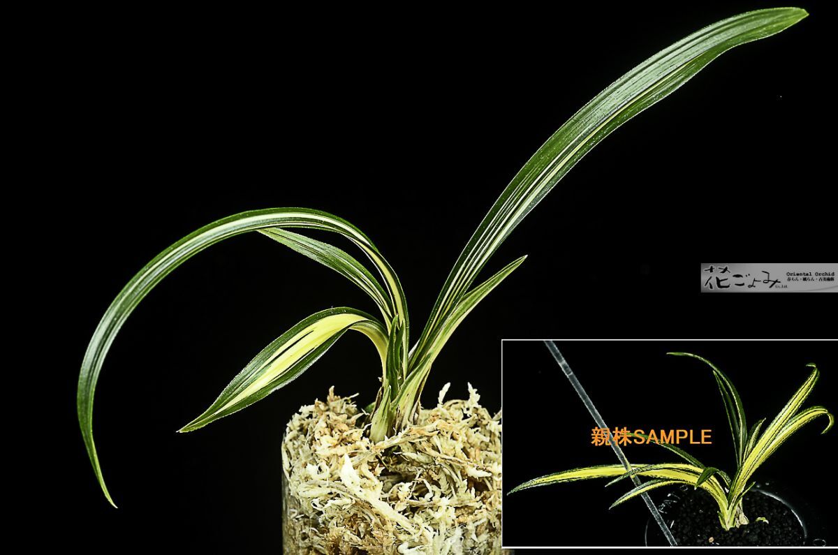 Yahoo!オークション -「日本春蘭韓国春蘭」(花、園芸) の落札相場