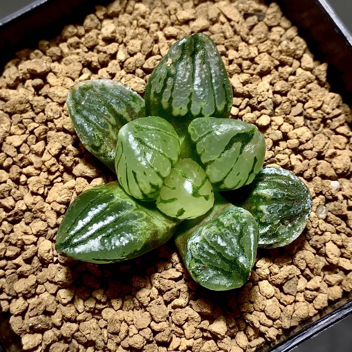 Yahoo!オークション -「ハオルチア 裏般若」(観葉植物) の落札相場