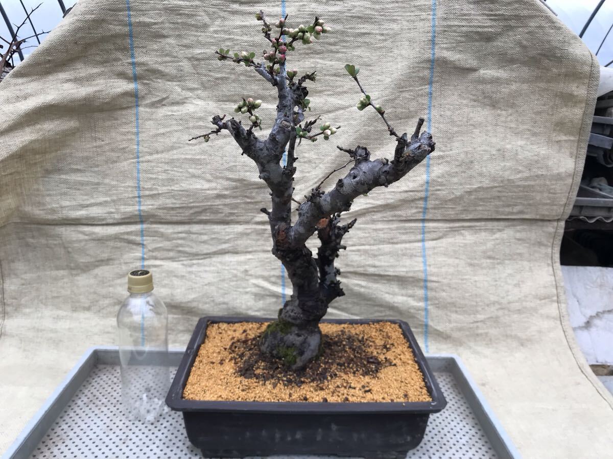 木瓜(ボケ)・放春花 みねやま 6寸(咲分け保証品)｜Yahoo!フリマ（旧