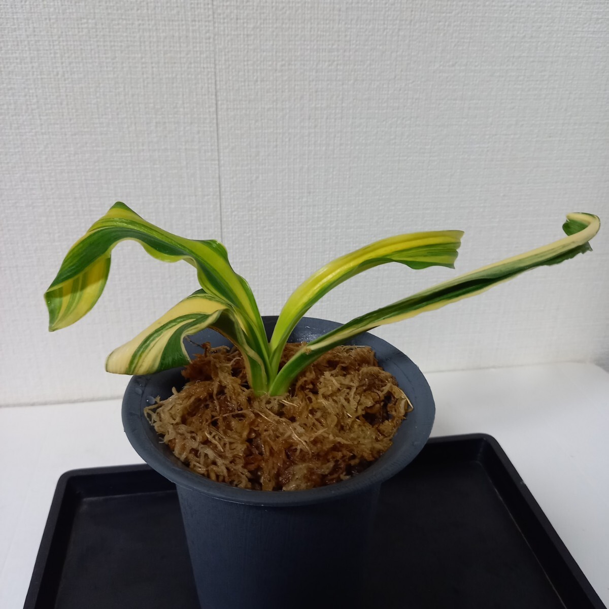 Yahoo!オークション -「万年青 獅子」の落札相場・落札価格