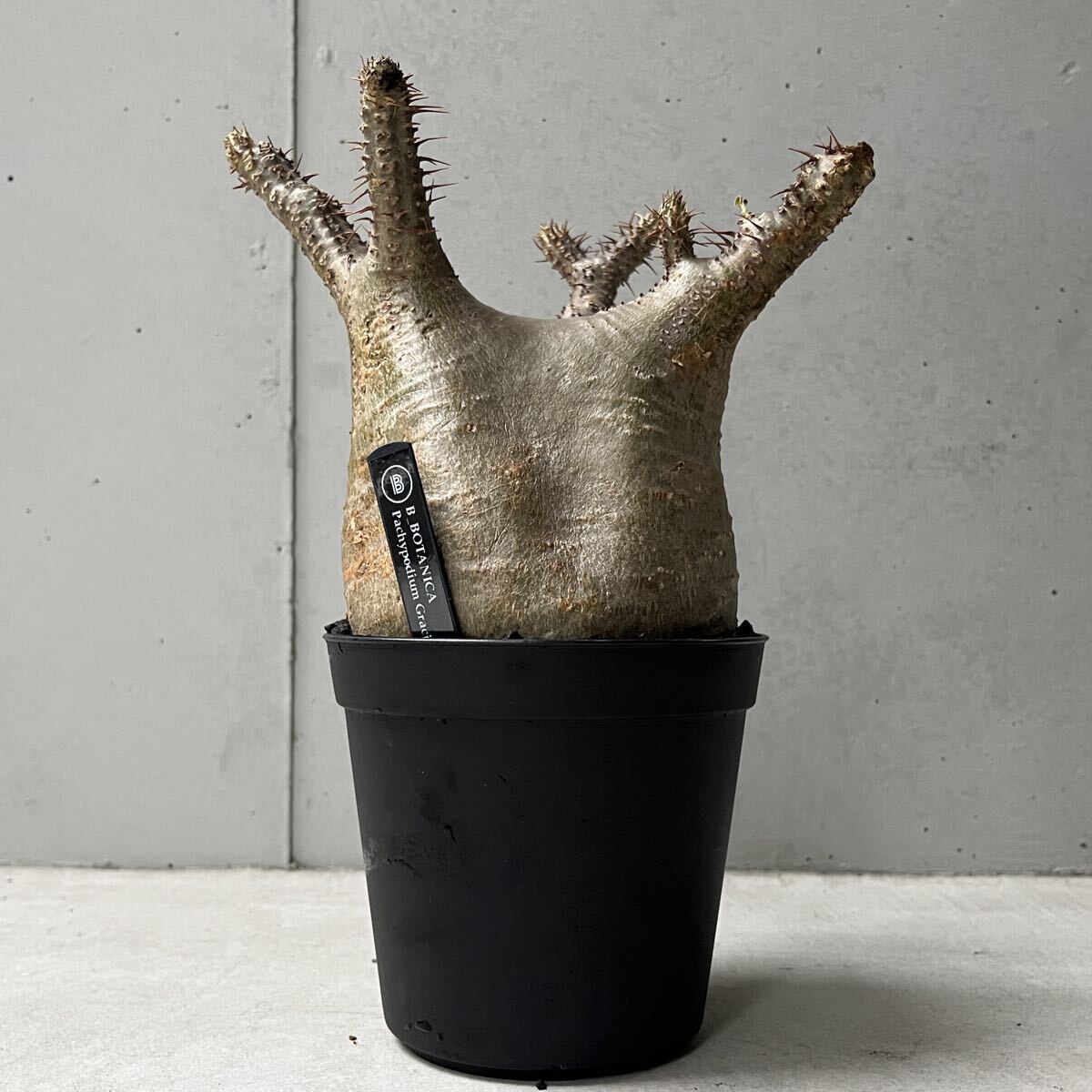 Yahoo!オークション -「パキポディウム グラキリス 現地球」の落札相場