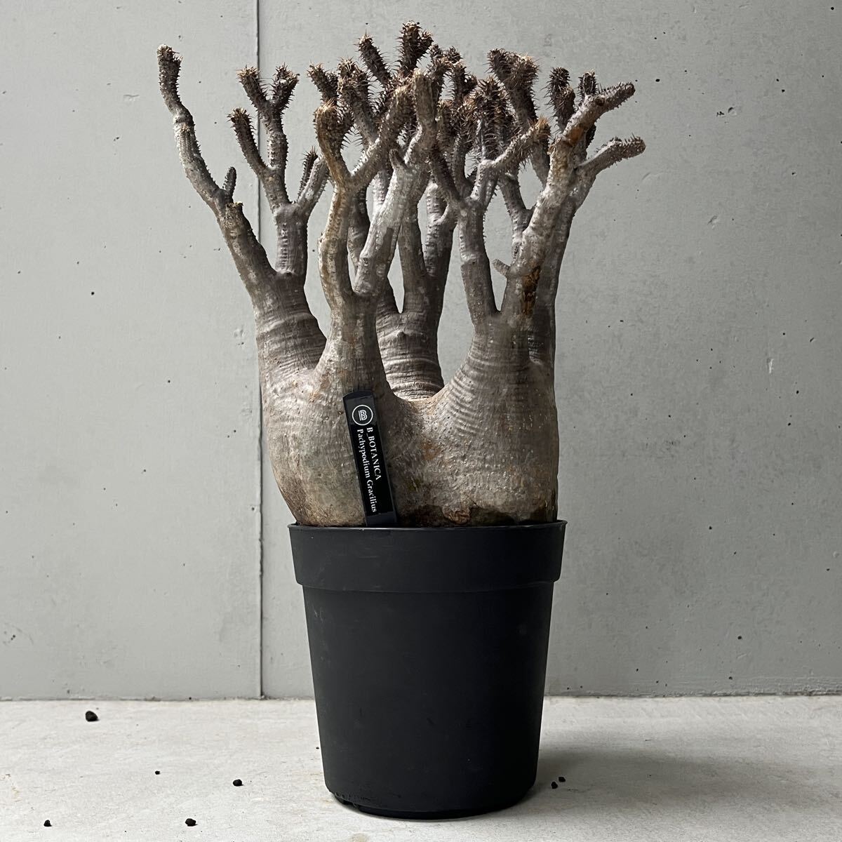 Yahoo!オークション -「グラキリス 現地球」(観葉植物) の落札相場