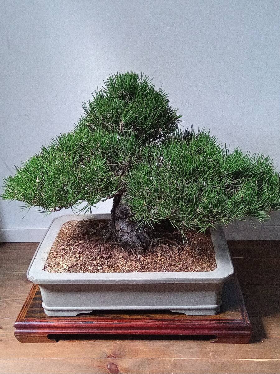 Yahoo!オークション -「五葉松 双幹」の落札相場・落札価格