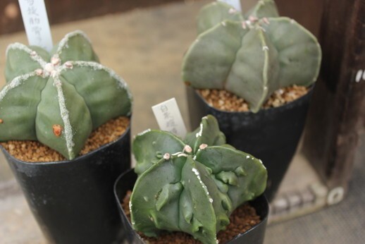 Yahoo!オークション -「複隆ランポー」の落札相場・落札価格