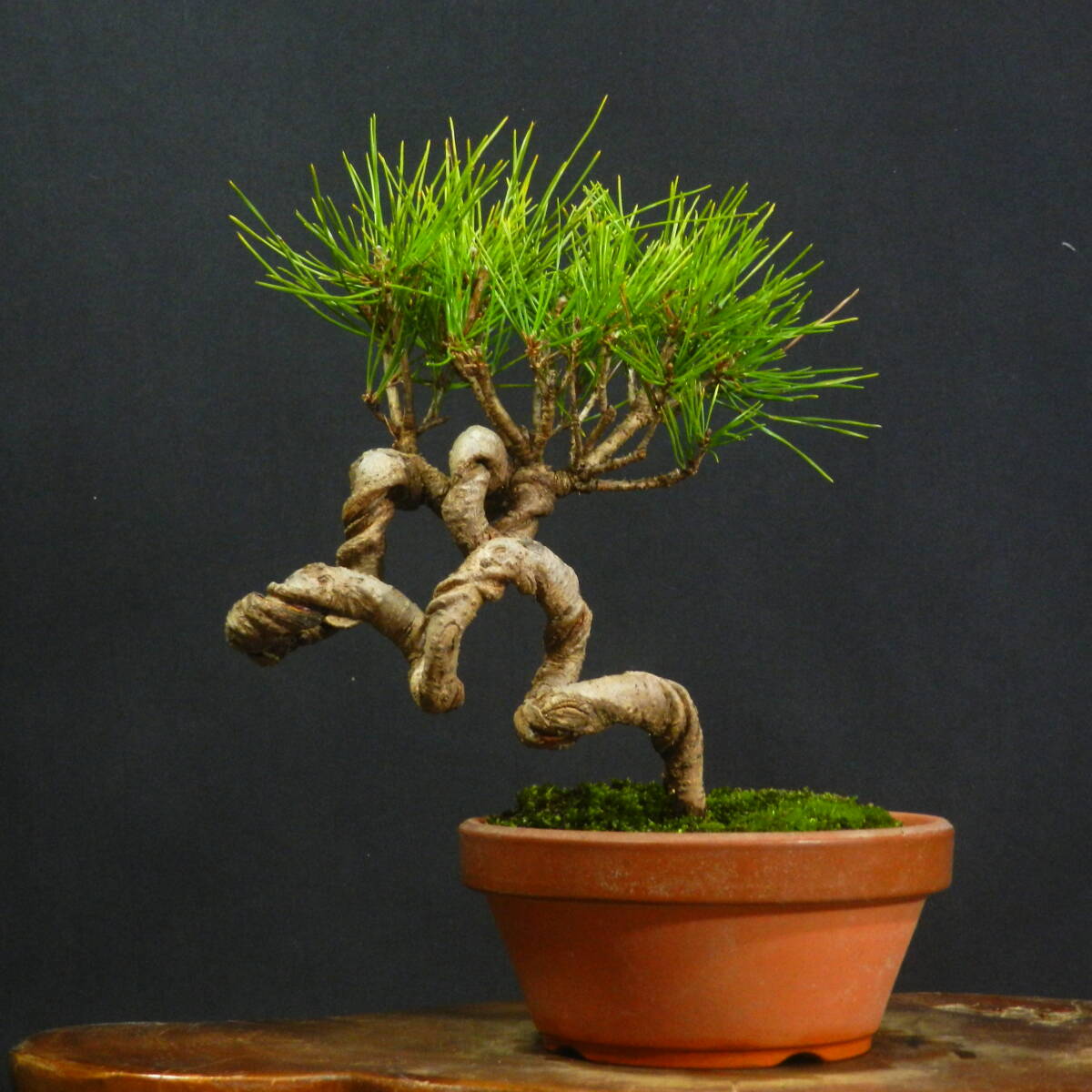 2026年最新】Yahoo!オークション -赤松(盆栽)の中古品・新品・未使用品一覧