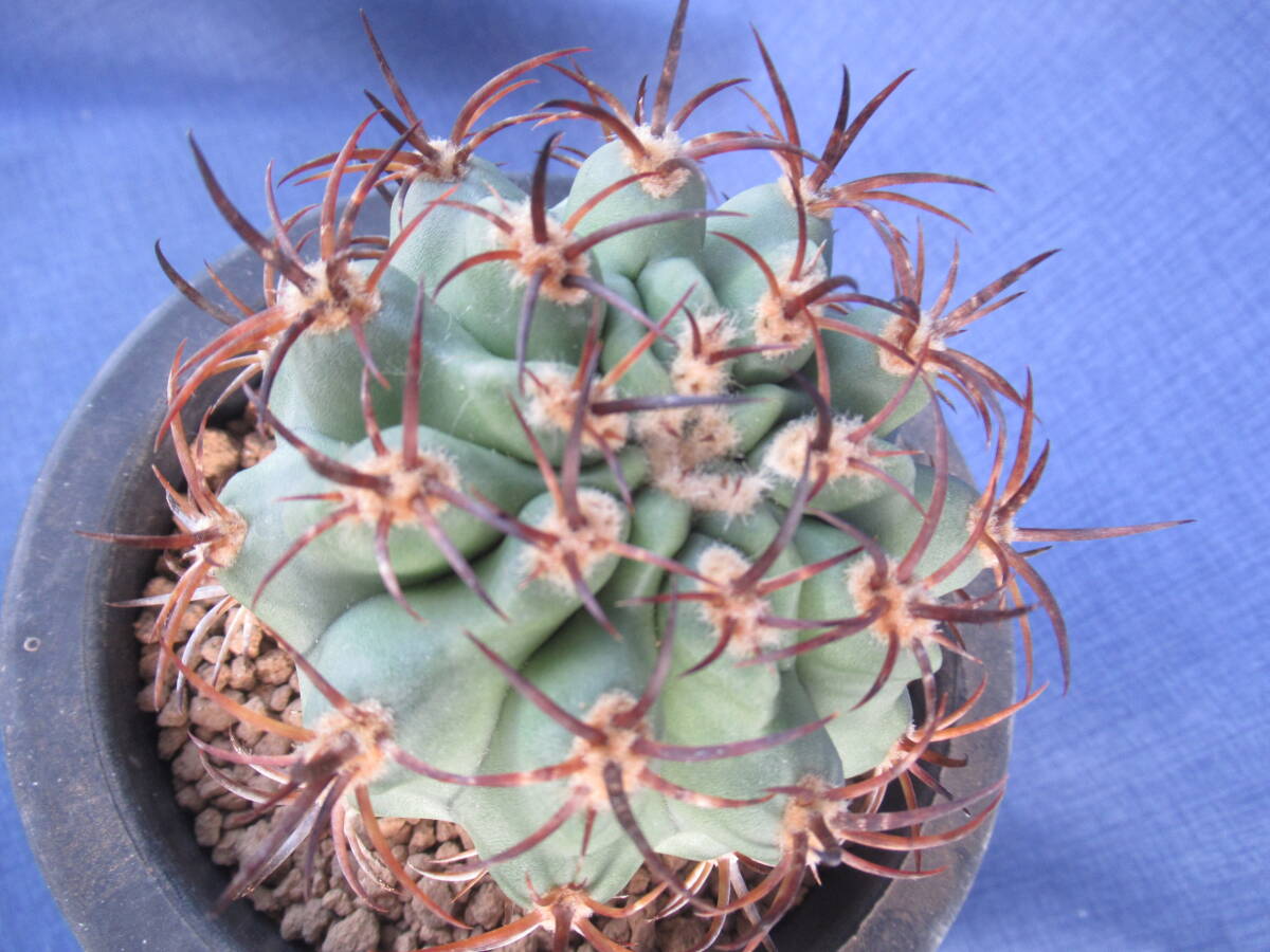 Yahoo!オークション -「極光丸」の落札相場・落札価格