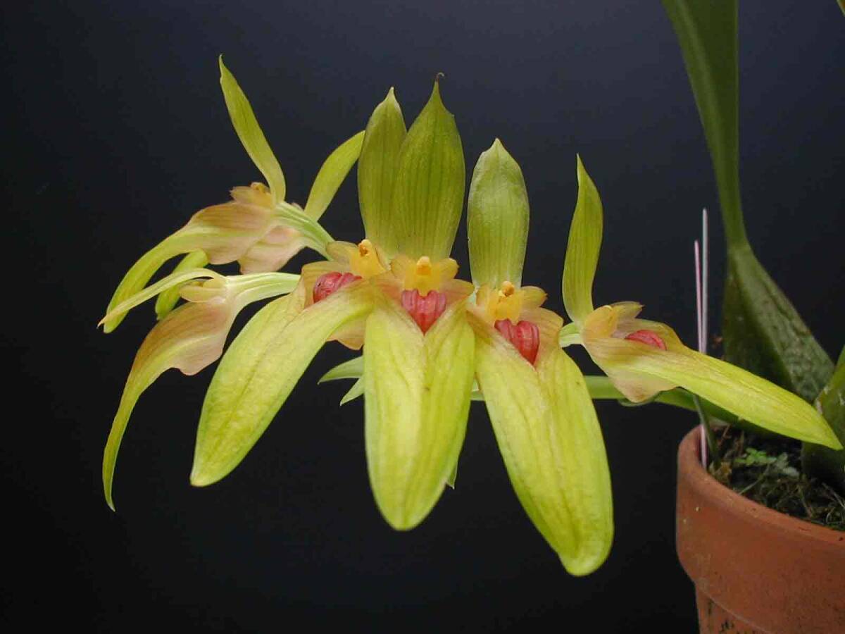 2026年最新】Yahoo!オークション -洋蘭 bulb(花、園芸)の中古品・新品