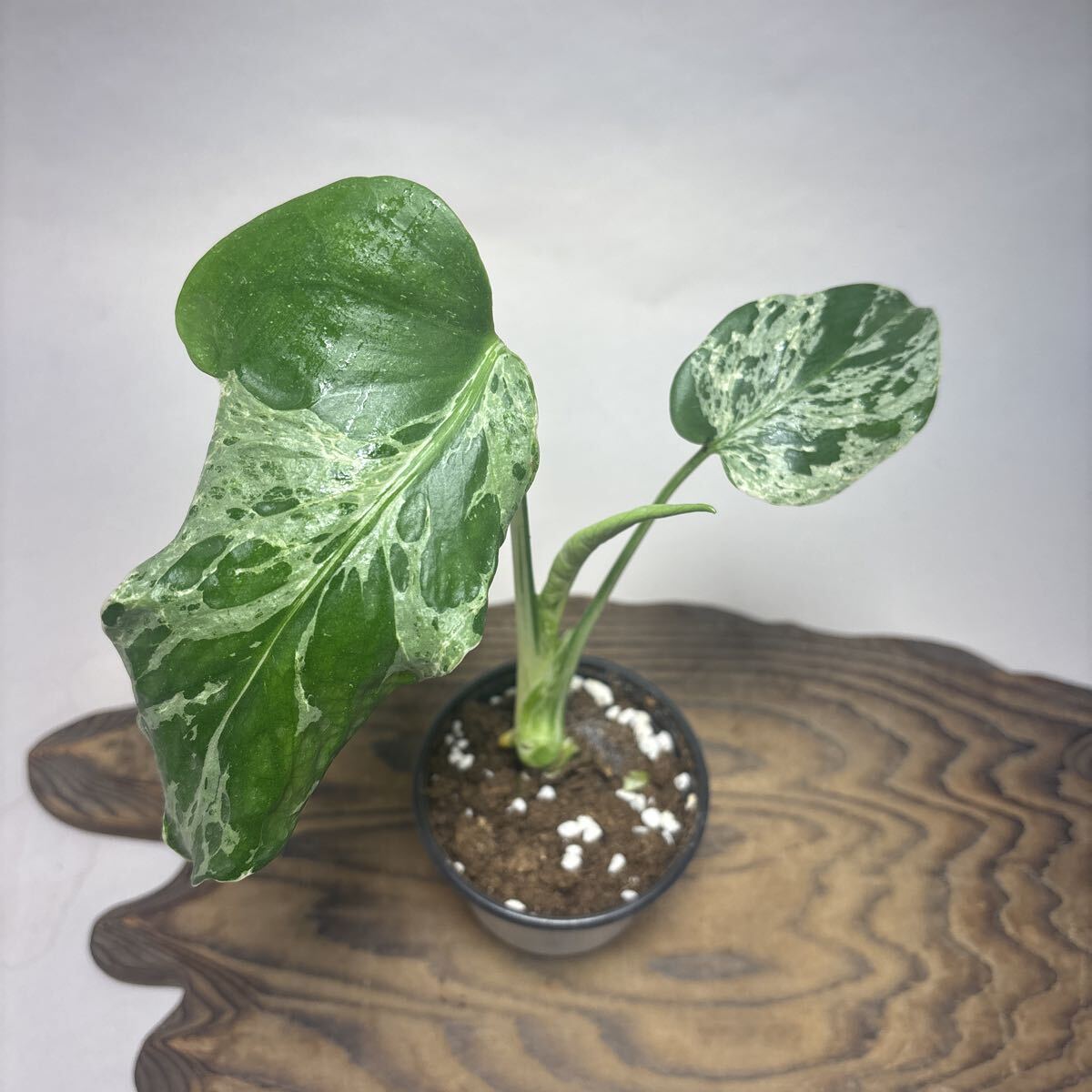 p*t様 L032品種保証！斑入り保証！モンステラ バルバソー フシギダネ