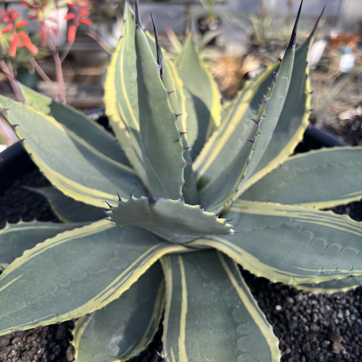 Yahoo!オークション -「アガベ ラッキーストライプ」の落札相場・落札価格