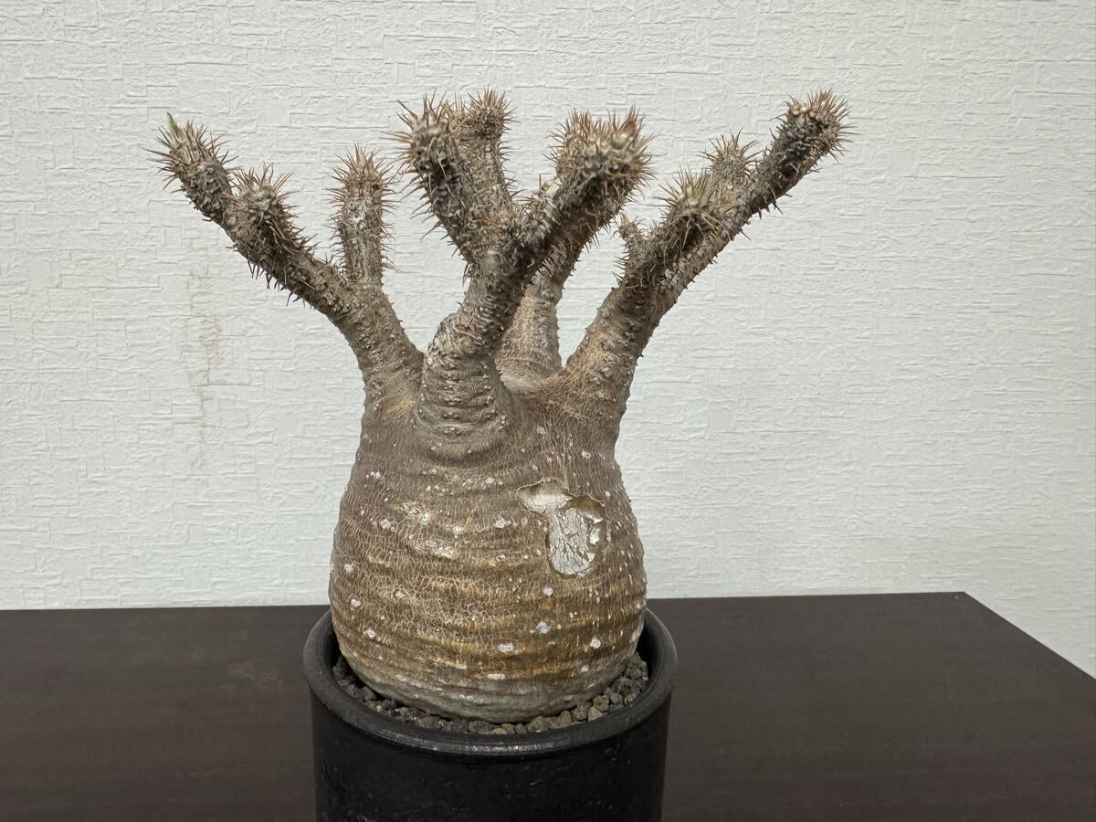 パキポディウム グラキリス ③ 4年管理 （検 アガベ パキプス チタノタ