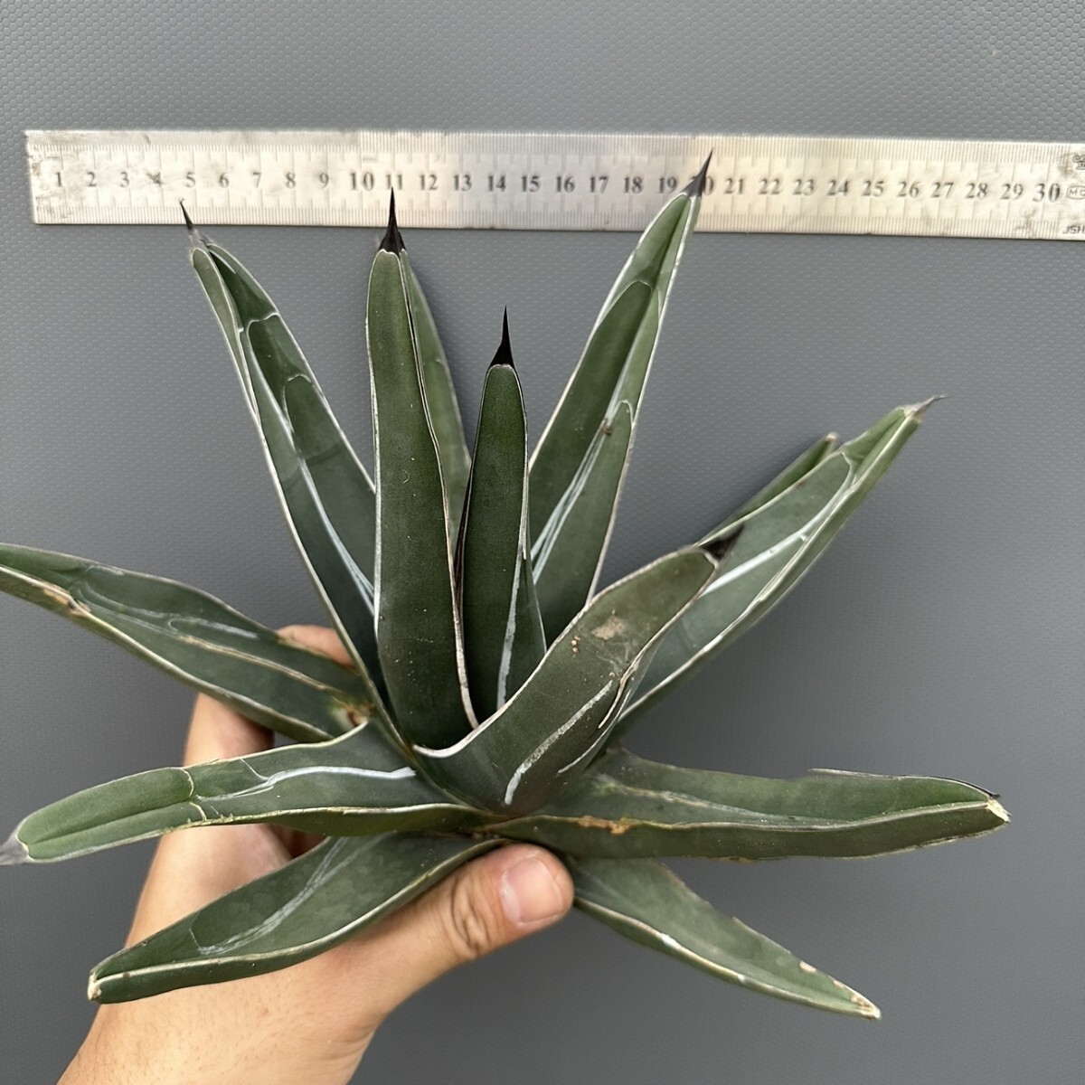 Yahoo!オークション -「高級」(アガベ) (観葉植物)の落札相場・落札価格