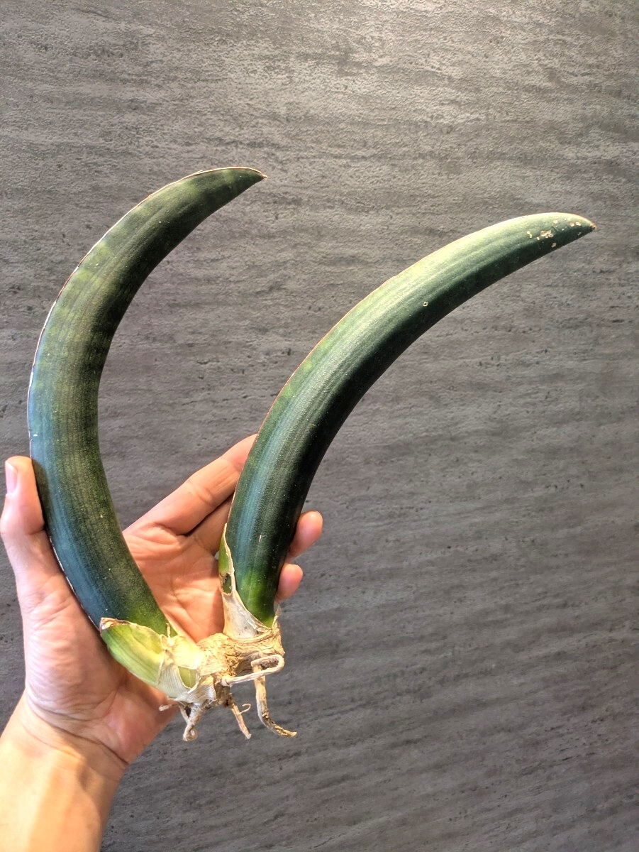 Yahoo!オークション -「サンスベリア サイナス」(観葉植物) の落札相場