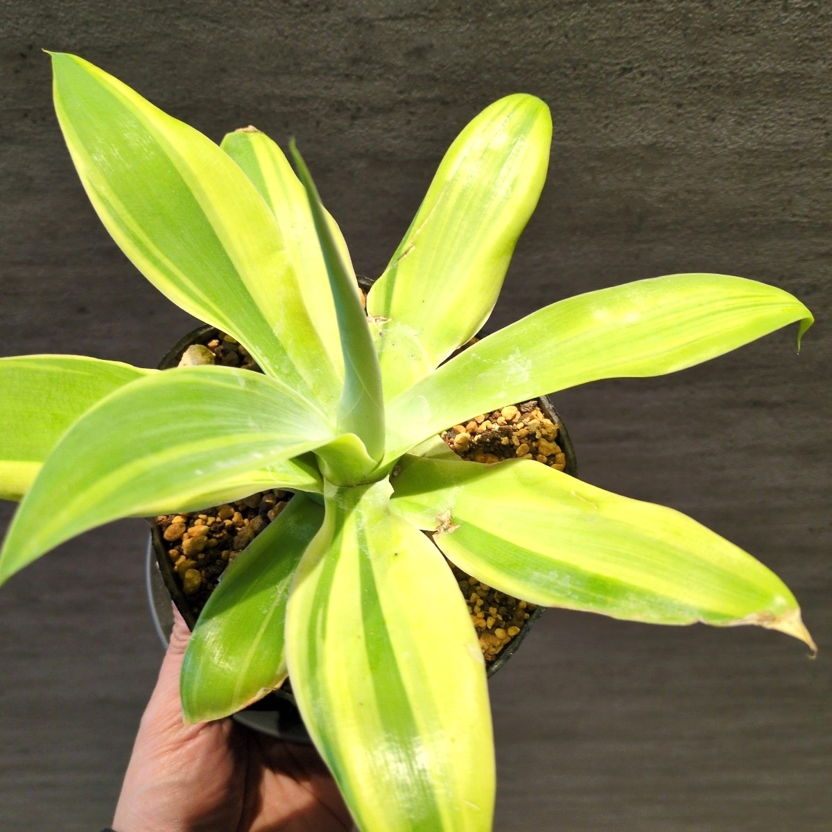 Yahoo!オークション - 「翡翠盤」の落札相場・落札価格