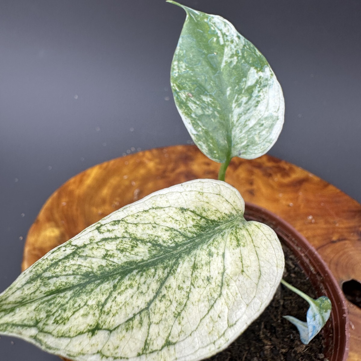 Yahoo!オークション -「モンステラ ミント」の落札相場・落札価格