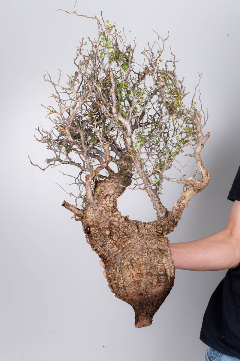 Yahoo!オークション -「パキプス ベアルート」(その他) (観葉植物)の