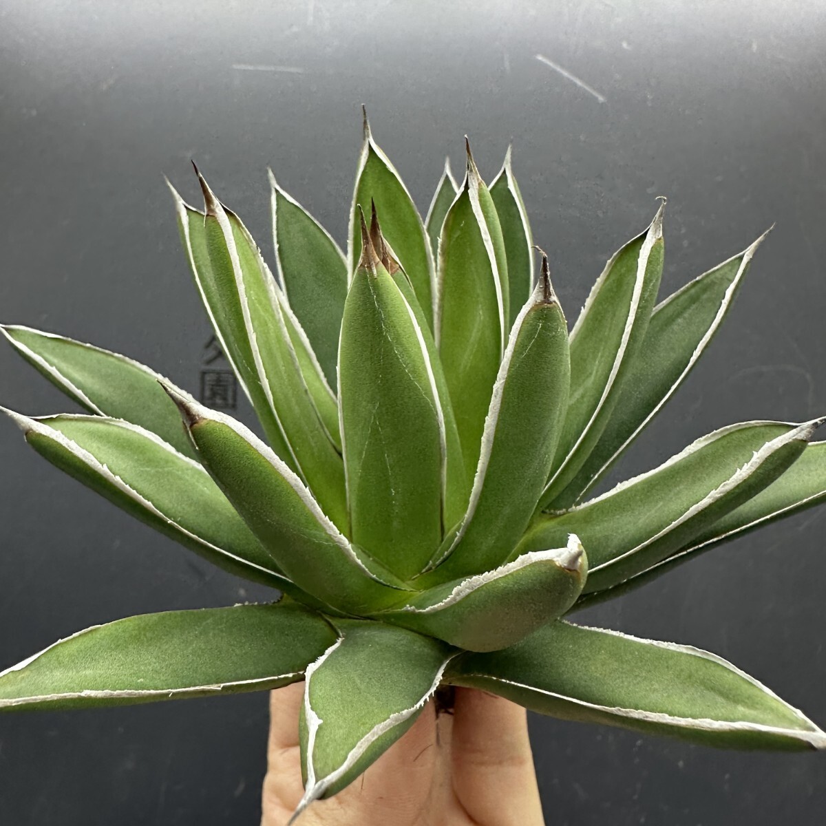 Yahoo!オークション -「アガベ ハイブリッド」の落札相場・落札価格