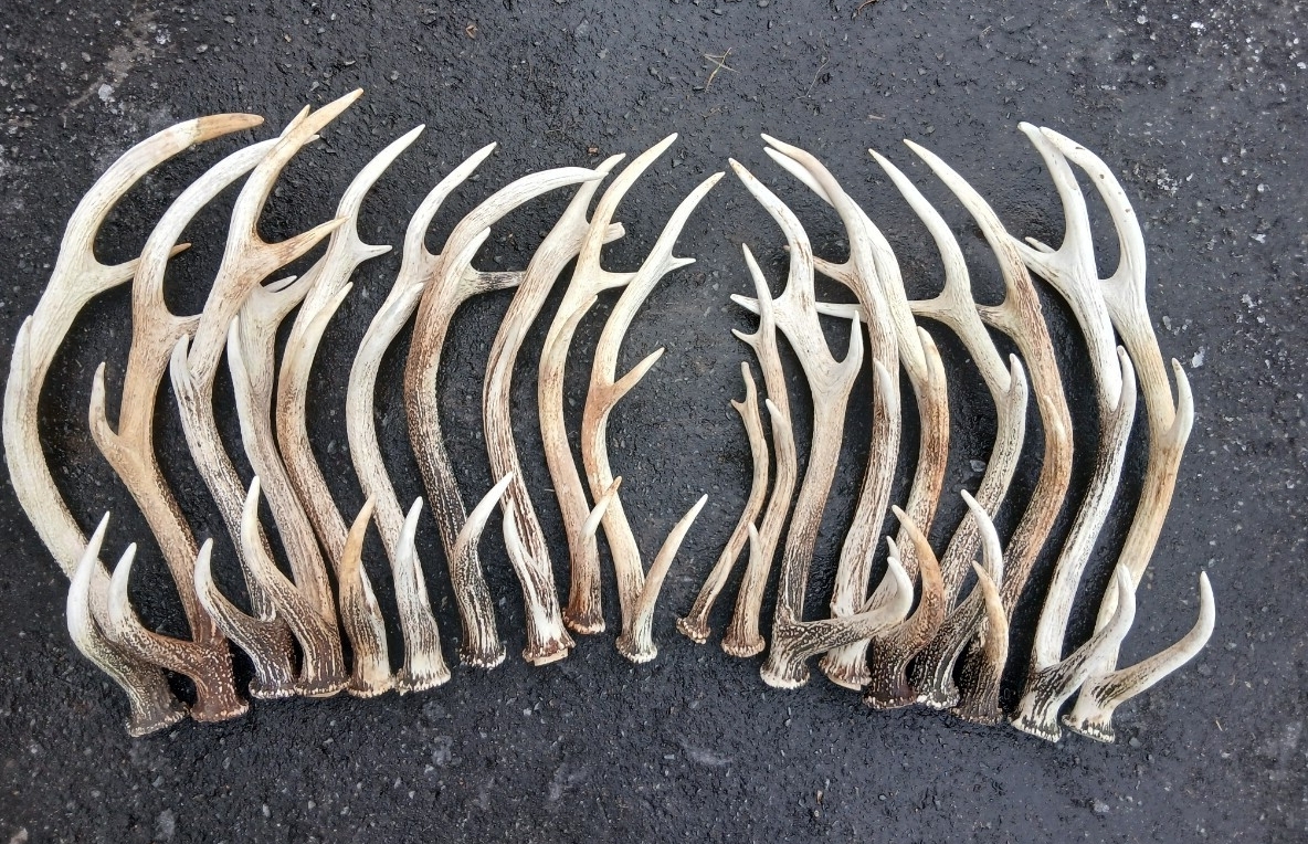Yahoo!オークション - 「シカ 角」アンティーク、コレクションの落札