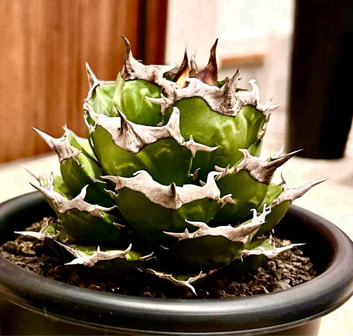 Yahoo!オークション - S129 アガベ サルミアナ リップルエフェクト 極