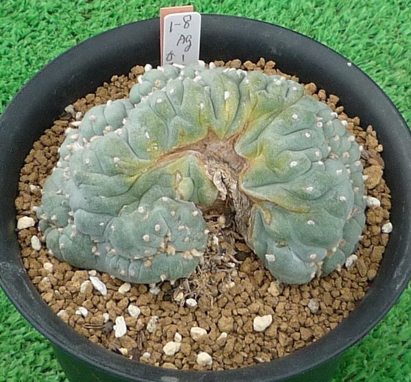 Yahoo!オークション - 「銀冠玉綴化」の落札相場・落札価格