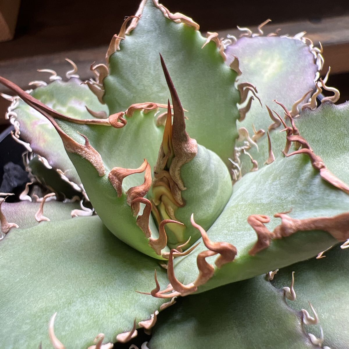 2026年最新】Yahoo!オークション -アガベ チタノタ オアハカの中古品