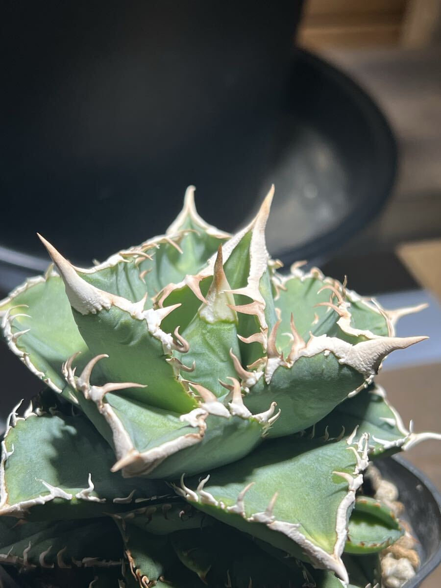 Yahoo!オークション -「アガベ 白豪刺」の落札相場・落札価格