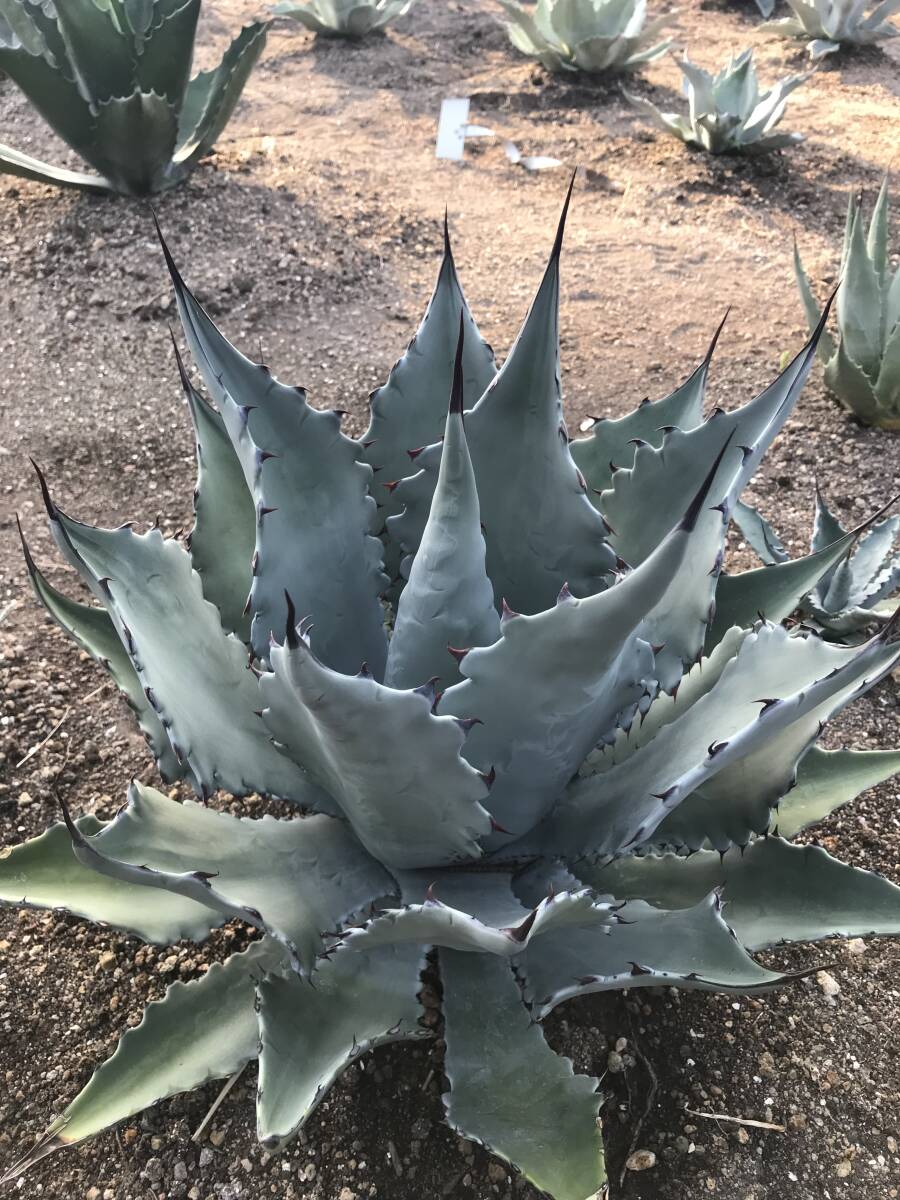 Yahoo!オークション -「colorata」(アガベ) (観葉植物)の落札相場