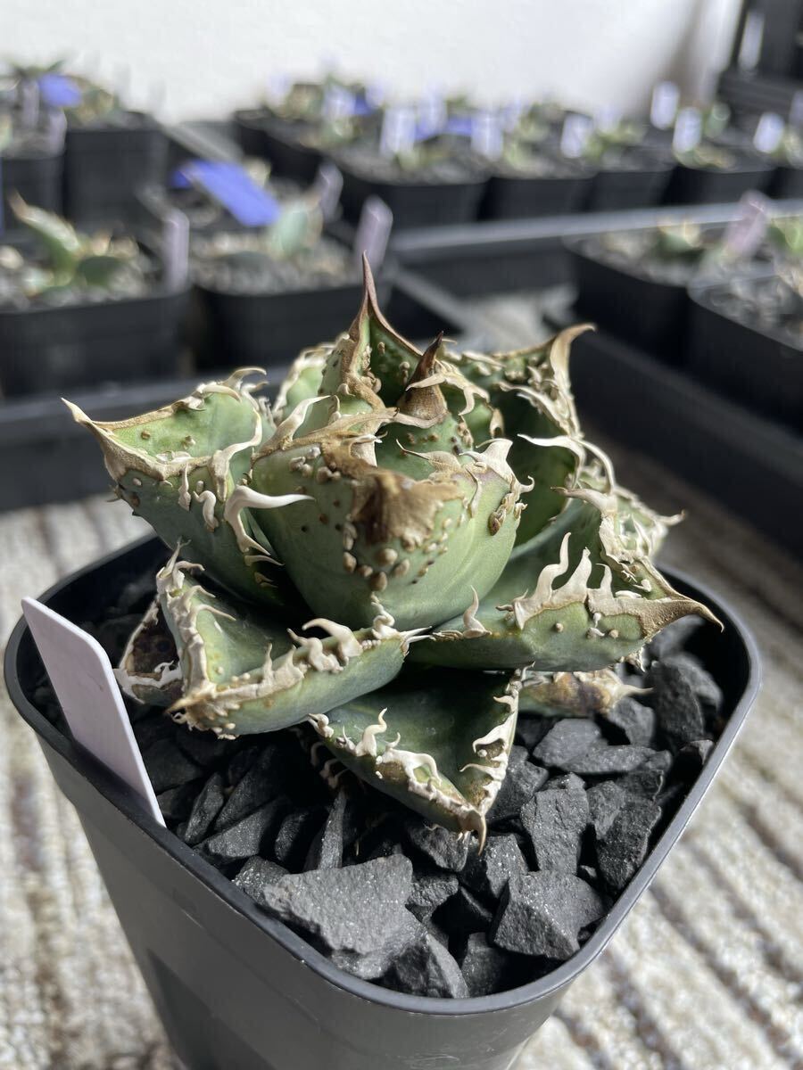 Yahoo!オークション -「アガベ チタノタ 麻花龍」(アガベ) (観葉植物