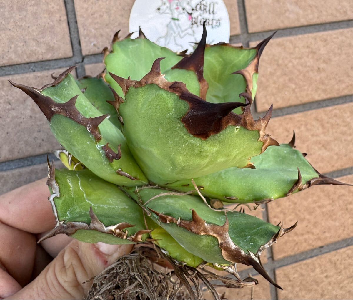 Yahoo!オークション -「アガベ ライムグリーン」の落札相場・落札価格