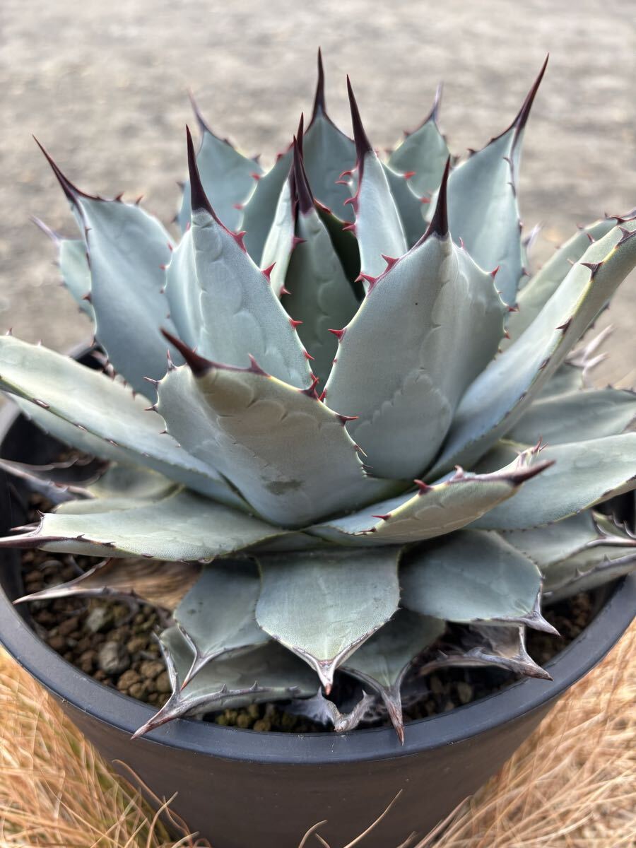 Yahoo!オークション - 「アガベ 吉祥天」の落札相場・落札価格