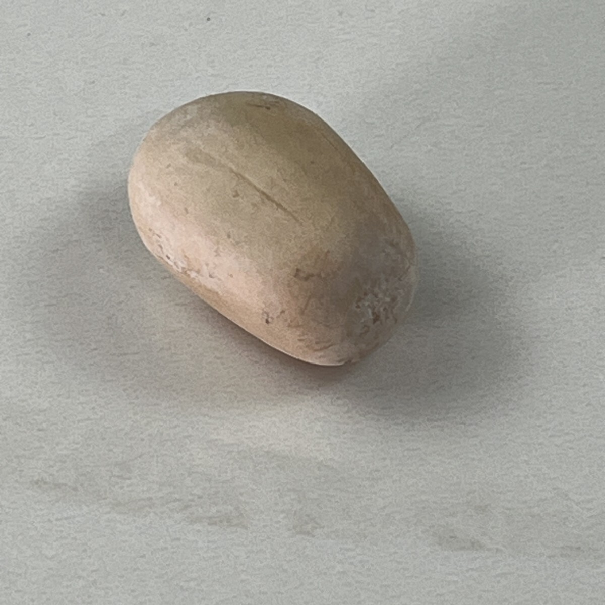 Yahoo!オークション -「エンセファラルトス・ホリダス」の落札相場