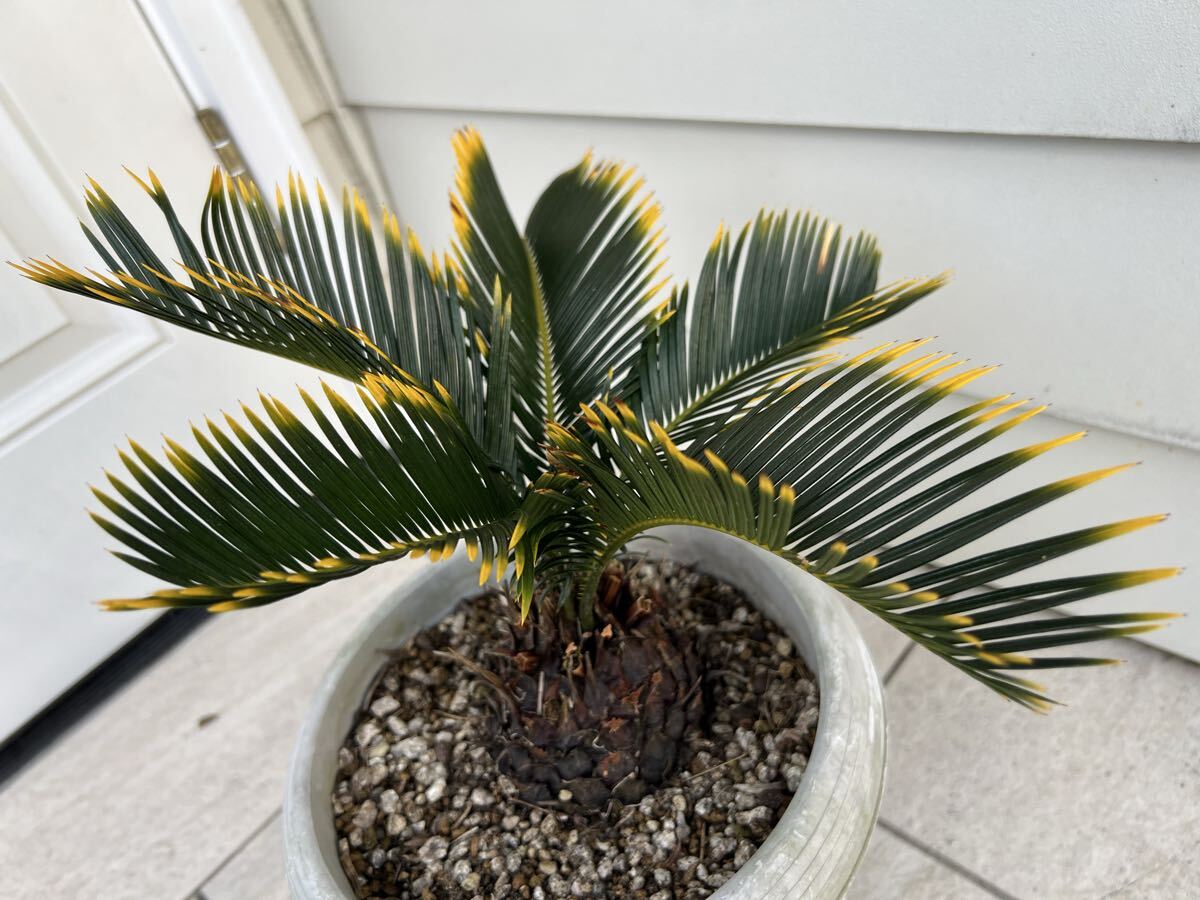 Yahoo!オークション -「斑入り ザミア」の落札相場・落札価格