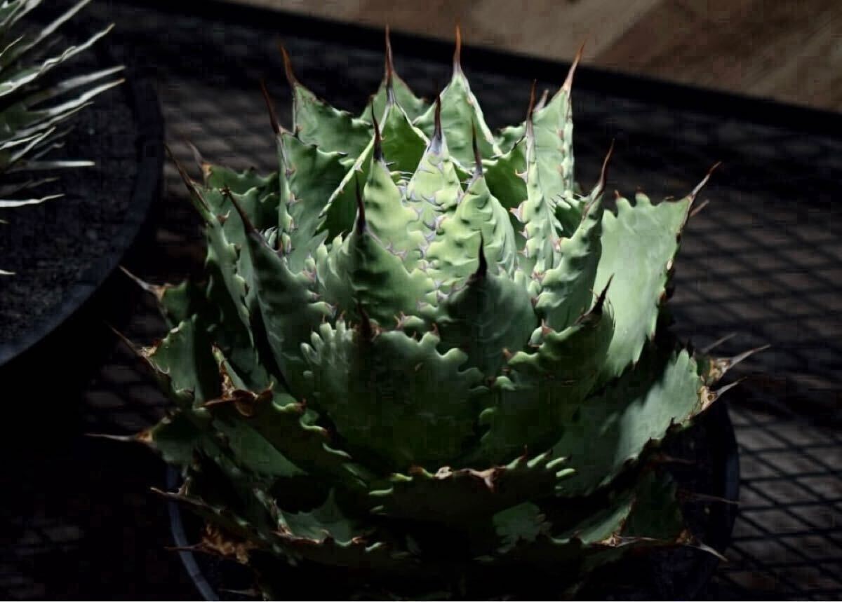 Yahoo!オークション -「アガベ シャウィー」の落札相場・落札価格