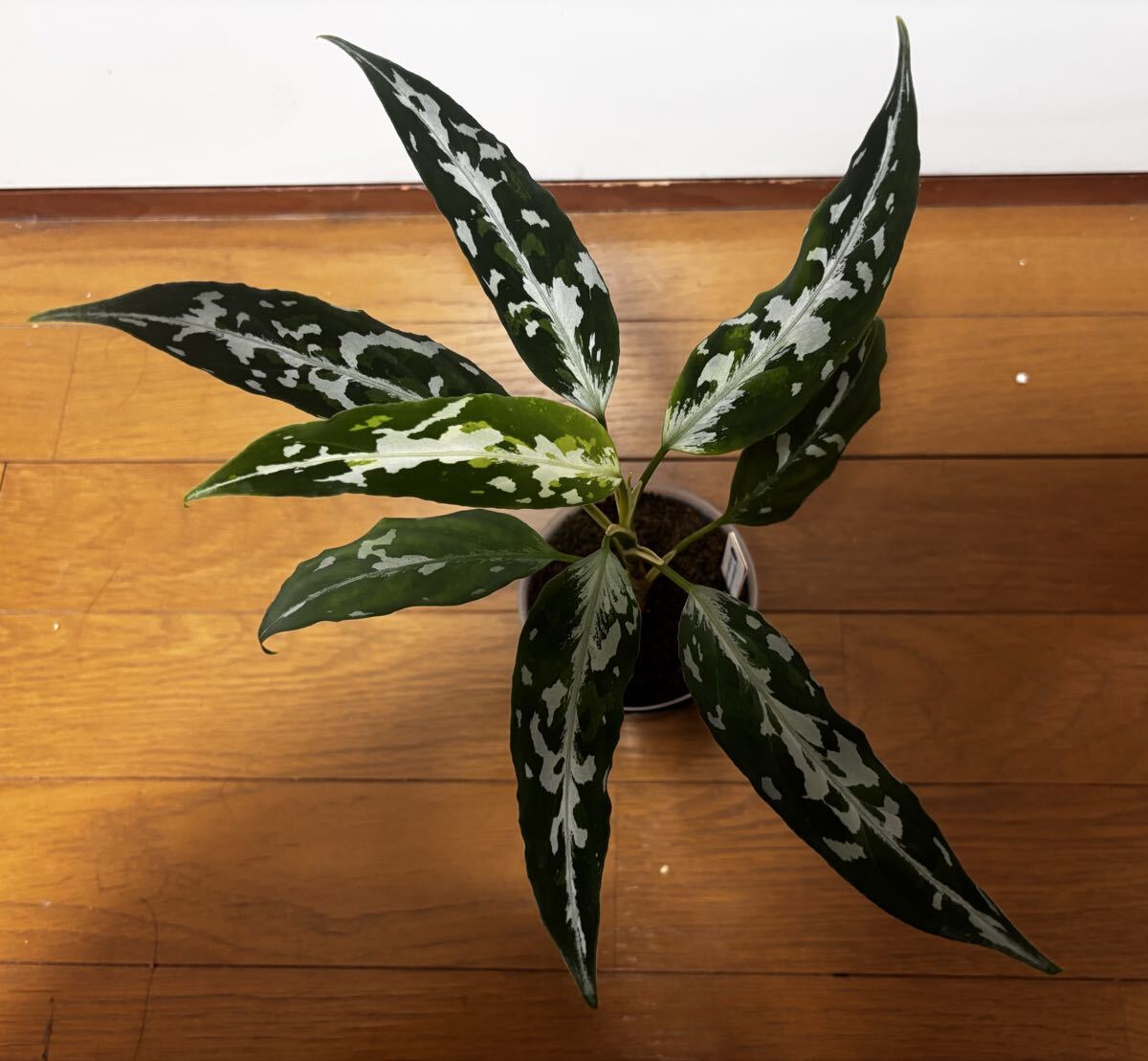 Yahoo!オークション -「アグラオネマ la」(観葉植物) の落札相場・落札価格