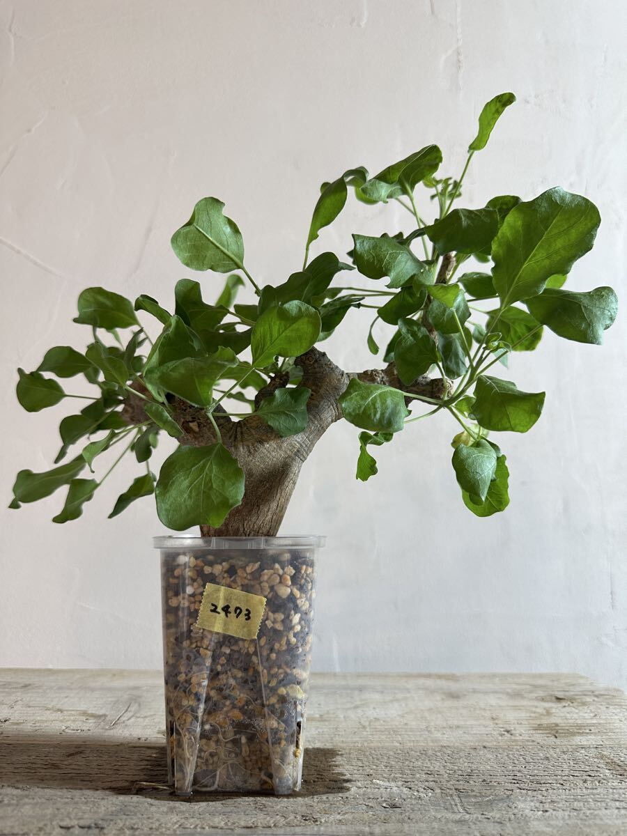 Yahoo!オークション -「コミフォラ エイル」(観葉植物) の落札相場