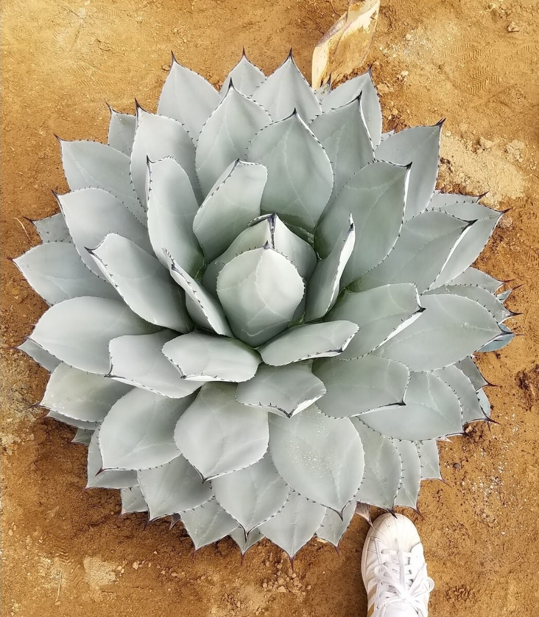 Yahoo!オークション - 「アガベ 吉祥天」の落札相場・落札価格