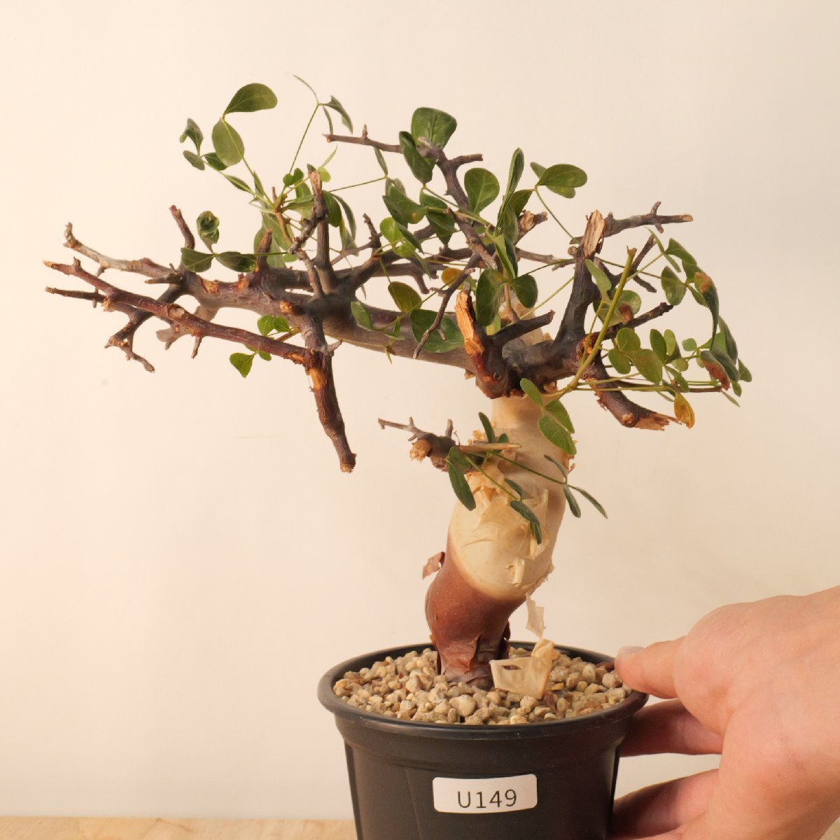 Yahoo!オークション -「コミフォラ エイル」(観葉植物) の落札相場