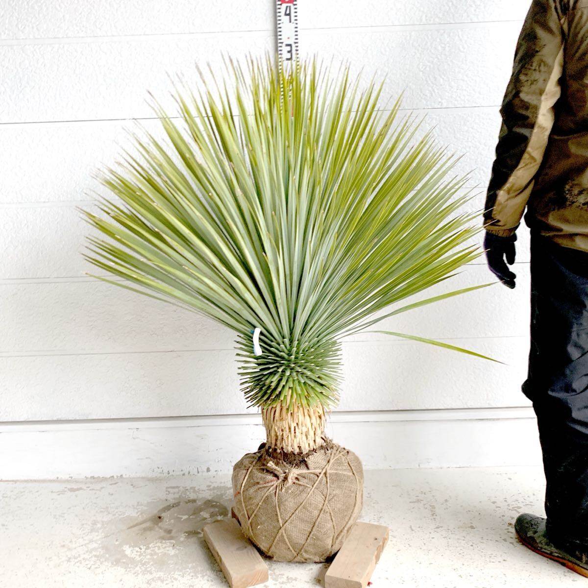 Yahoo!オークション -「ユッカロストラータ」の落札相場・落札価格