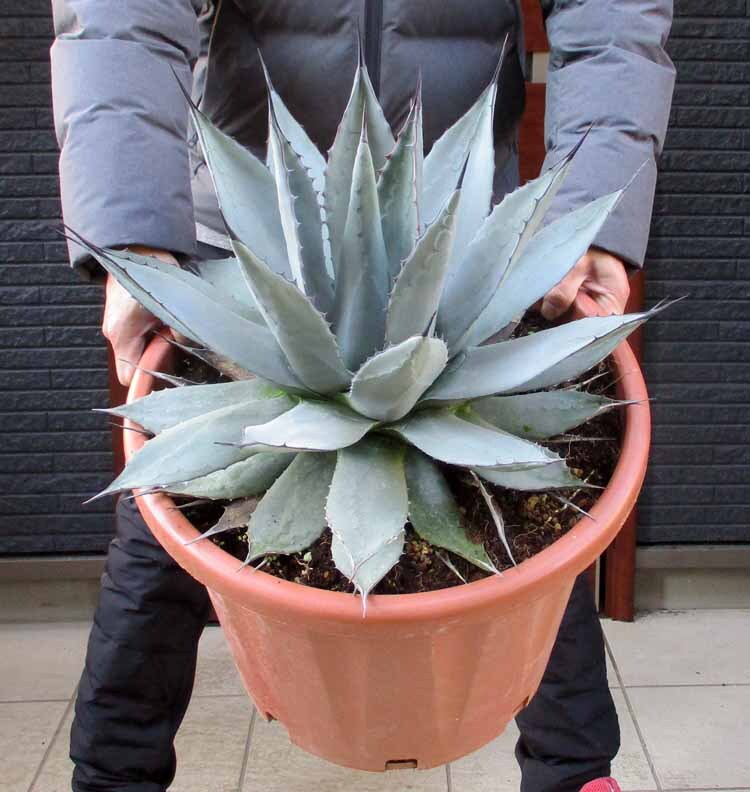 Yahoo!オークション -「孫悟空」(アガベ) (観葉植物)の落札相場・落札価格