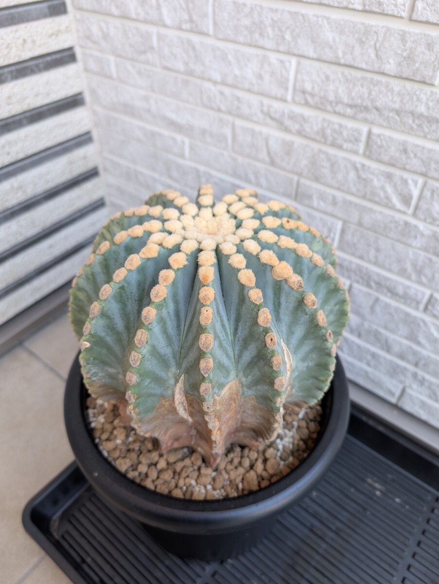 Yahoo!オークション -「刺無王冠竜」の落札相場・落札価格