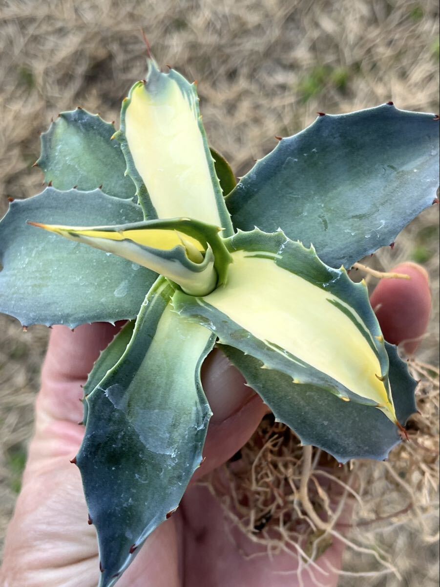 Yahoo!オークション - 「アガベ オバティフォリア」花、園芸の落札相場