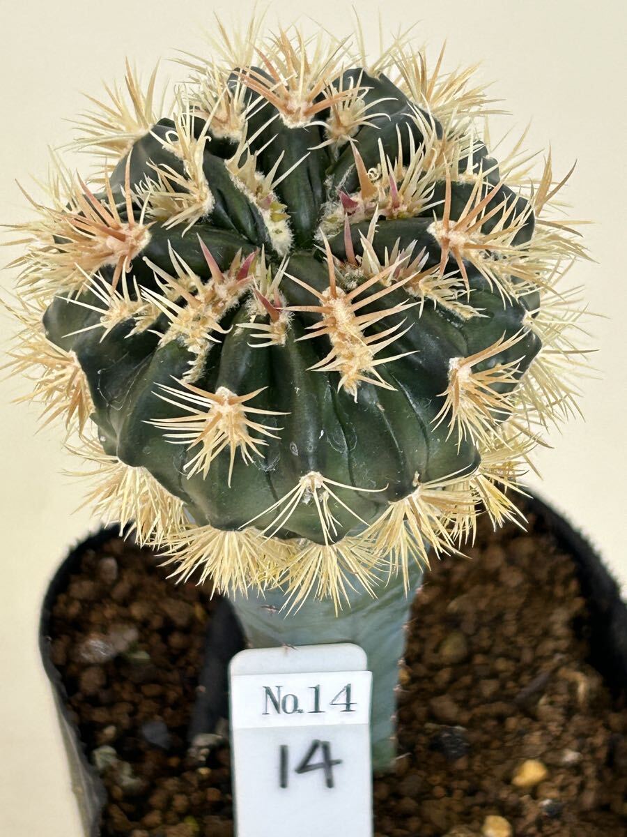 Yahoo!オークション -「綾波モンスト」(サボテン) (観葉植物)の落札