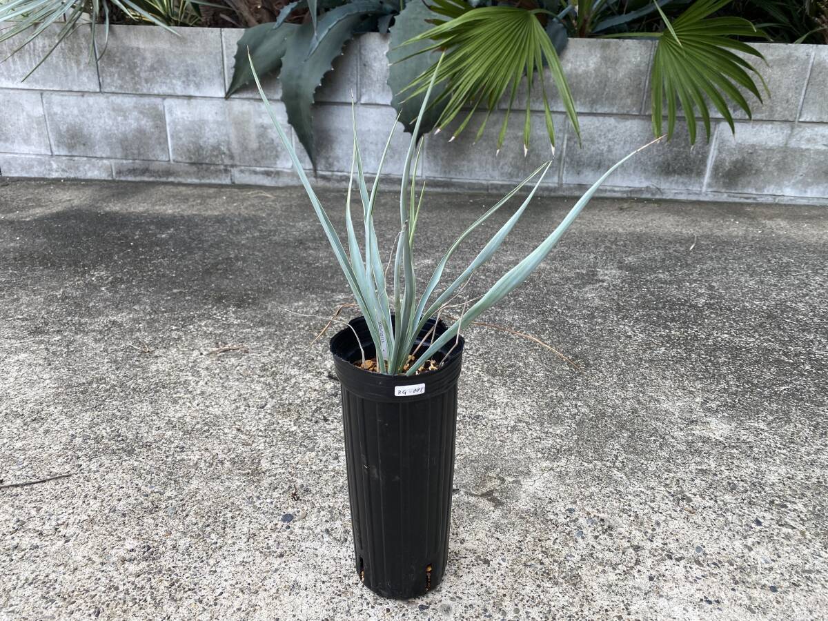 2026年最新】Yahoo!オークション -ロストラータの中古品・新品・未使用