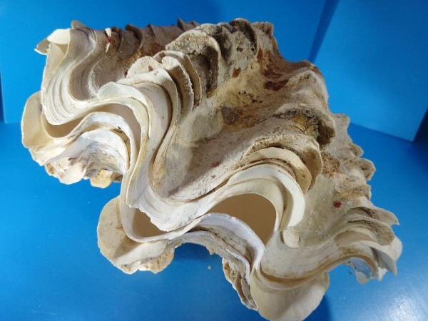 2026年最新】Yahoo!オークション -ヒレシャコガイの中古品・新品・未